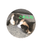 子猫のらて（個別スタンプ：1）