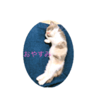 子猫のらて（個別スタンプ：2）