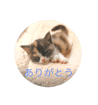 子猫のらて（個別スタンプ：3）