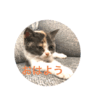 子猫のらて（個別スタンプ：4）