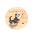 子猫のらて（個別スタンプ：5）
