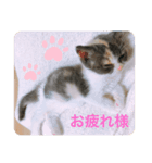 子猫のらて（個別スタンプ：6）