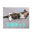子猫のらて（個別スタンプ：8）