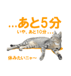 タイねこ01（個別スタンプ：2）