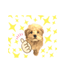 トイプードル バニラちゃん 3（個別スタンプ：5）