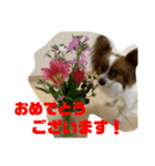 パピヨン アリスのほざき（個別スタンプ：3）