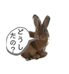 うさぎのモカちゃんスタンプpart6（個別スタンプ：2）