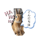 うさぎのモカちゃんスタンプpart6（個別スタンプ：3）