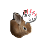 うさぎのモカちゃんスタンプpart6（個別スタンプ：4）