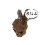 うさぎのモカちゃんスタンプpart6（個別スタンプ：5）