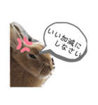 うさぎのモカちゃんスタンプpart6（個別スタンプ：12）