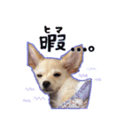 ベストレン（個別スタンプ：1）