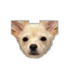 ベストレン（個別スタンプ：10）