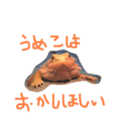 トカゲーズに言わせるスタンプ（個別スタンプ：11）