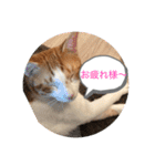 ハート猫の激かわスタンプ②（個別スタンプ：4）