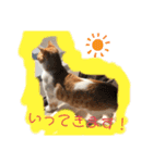 ハート猫の激かわスタンプ②（個別スタンプ：7）