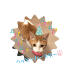 ハート猫の激かわスタンプ②（個別スタンプ：8）