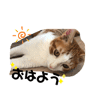 ハート猫の激かわスタンプ②（個別スタンプ：9）