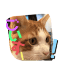 ハート猫の激かわスタンプ②（個別スタンプ：10）