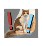 ハート猫の激かわスタンプ②（個別スタンプ：13）