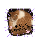 ハート猫の激かわスタンプ②（個別スタンプ：16）