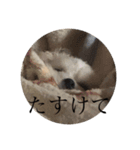 モコタスタンプ（個別スタンプ：6）