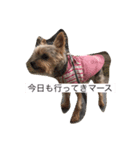 tomoyona2020（個別スタンプ：1）