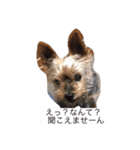 tomoyona2020（個別スタンプ：3）