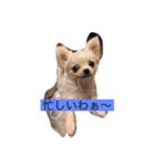 tomoyona2020（個別スタンプ：6）