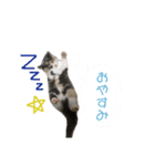 ひめ＆める のスタンプ（個別スタンプ：1）