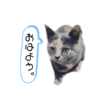 ひめ＆める のスタンプ（個別スタンプ：2）