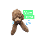 うちのこ さくらちゃん（個別スタンプ：3）