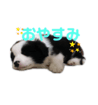 ボーダーコリーのたむぅちゃんです（個別スタンプ：3）