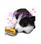 ボーダーコリーのたむぅちゃんです（個別スタンプ：5）