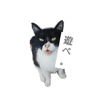 ツン時々デレ（個別スタンプ：3）