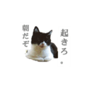 ツン時々デレ（個別スタンプ：8）