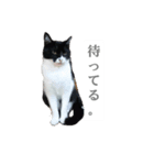 ツン時々デレ（個別スタンプ：11）