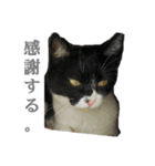 ツン時々デレ（個別スタンプ：12）