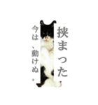 ツン時々デレ（個別スタンプ：14）