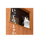 ハチワレ猫ちゃんかわいいmammy（個別スタンプ：11）