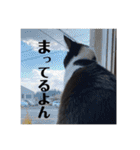 ハチワレ猫ちゃんかわいいmammy（個別スタンプ：17）