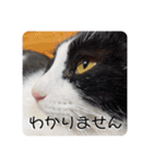 ハチワレ猫ちゃんかわいいmammy（個別スタンプ：23）