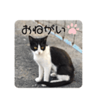 ハチワレ猫ちゃんかわいいmammy（個別スタンプ：31）