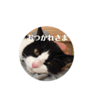 ハチワレ猫ちゃんかわいいmammy（個別スタンプ：36）