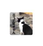 ハチワレ猫ちゃんかわいいmammy（個別スタンプ：39）