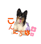 パピジャニのリンちゃん part2（個別スタンプ：3）