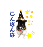 パピジャニのリンちゃん part2（個別スタンプ：4）