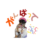 パピジャニのリンちゃん part2（個別スタンプ：7）
