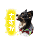パピジャニのリンちゃん part2（個別スタンプ：10）