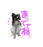 パピジャニのリンちゃん part2（個別スタンプ：12）